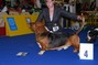 JWorld dog show Bratislava